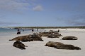 Plage de la bahia Gardner sur l'île de Espaà±ola Otarie de Californie 
 Galapagos 
 Equateur 
 animal sauvage 
 Mammifère marin / Pinnipède / Otarie 
 Lion de mer de Californie (Zalophus californianus) 
 Pinnipède 
 Otarie 
 Parc National des Galapagos  